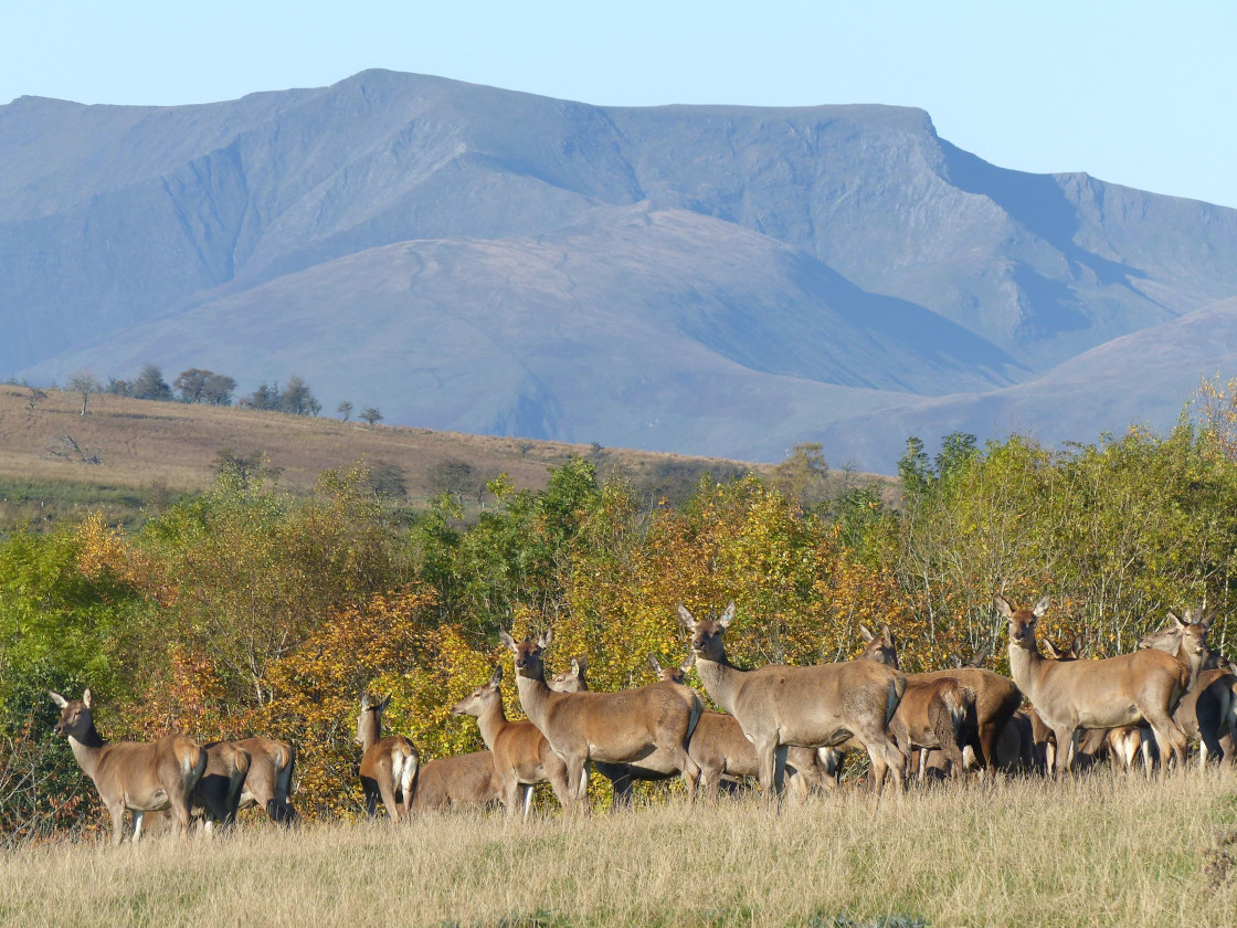 Red deer with Blencathra in the background