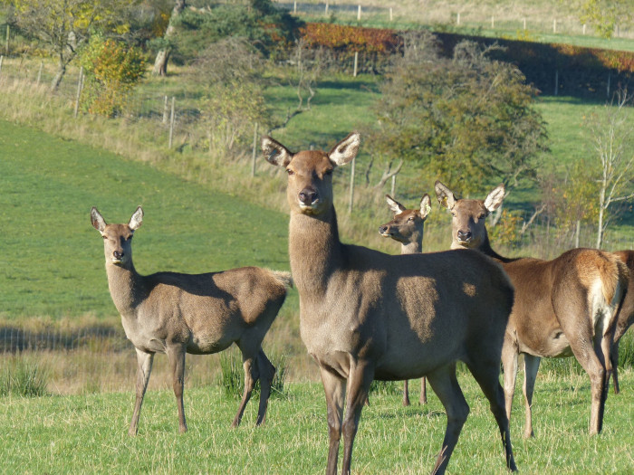 Red deer.