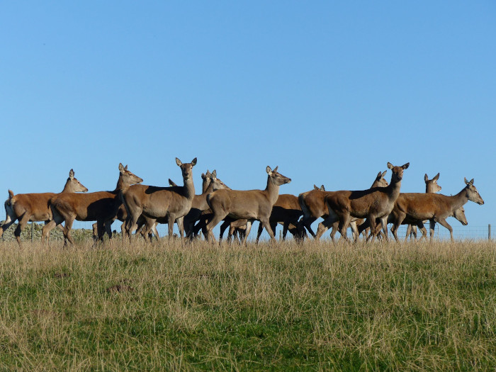 Red deer