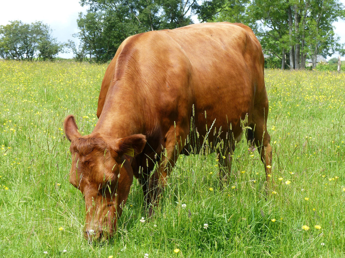 Dexter grazing meadow flowers.