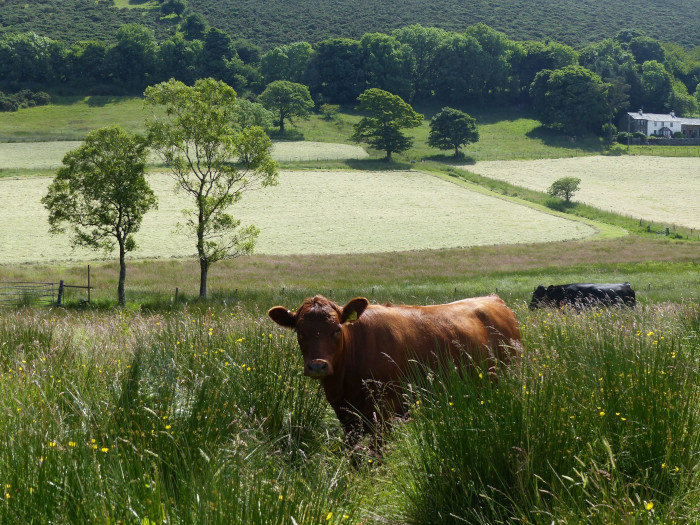 Dexter cattle with silage field behind.