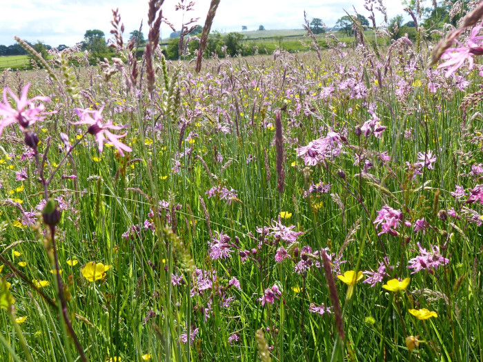 Ragged-robin